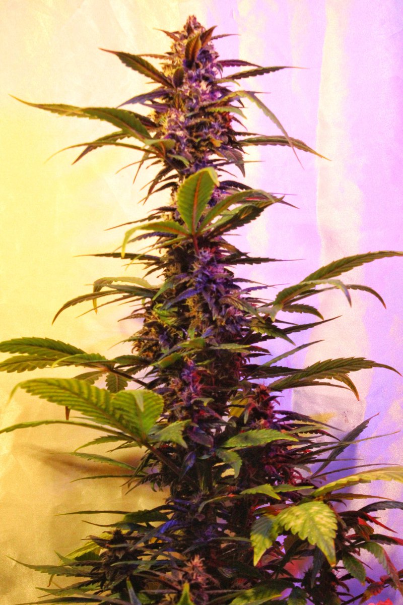 Greenseedtests's tweet photo. #Red_Poison_Auto Ya estamos a mediados de la séptima semana y creo que ya no va a volver a comer, ya el flush y unos días solo con agua, la flor está dura y comprimida, huele a fruta dulce y tímidamente a Skunk y creo que percibo algo de Kush... De @sweetseeds_es esta es muy cool https://t.co/kwkPXsckmv