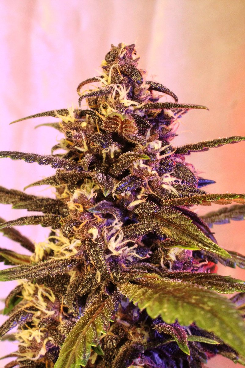 Greenseedtests's tweet photo. #Red_Poison_Auto Ya estamos a mediados de la séptima semana y creo que ya no va a volver a comer, ya el flush y unos días solo con agua, la flor está dura y comprimida, huele a fruta dulce y tímidamente a Skunk y creo que percibo algo de Kush... De @sweetseeds_es esta es muy cool https://t.co/kwkPXsckmv