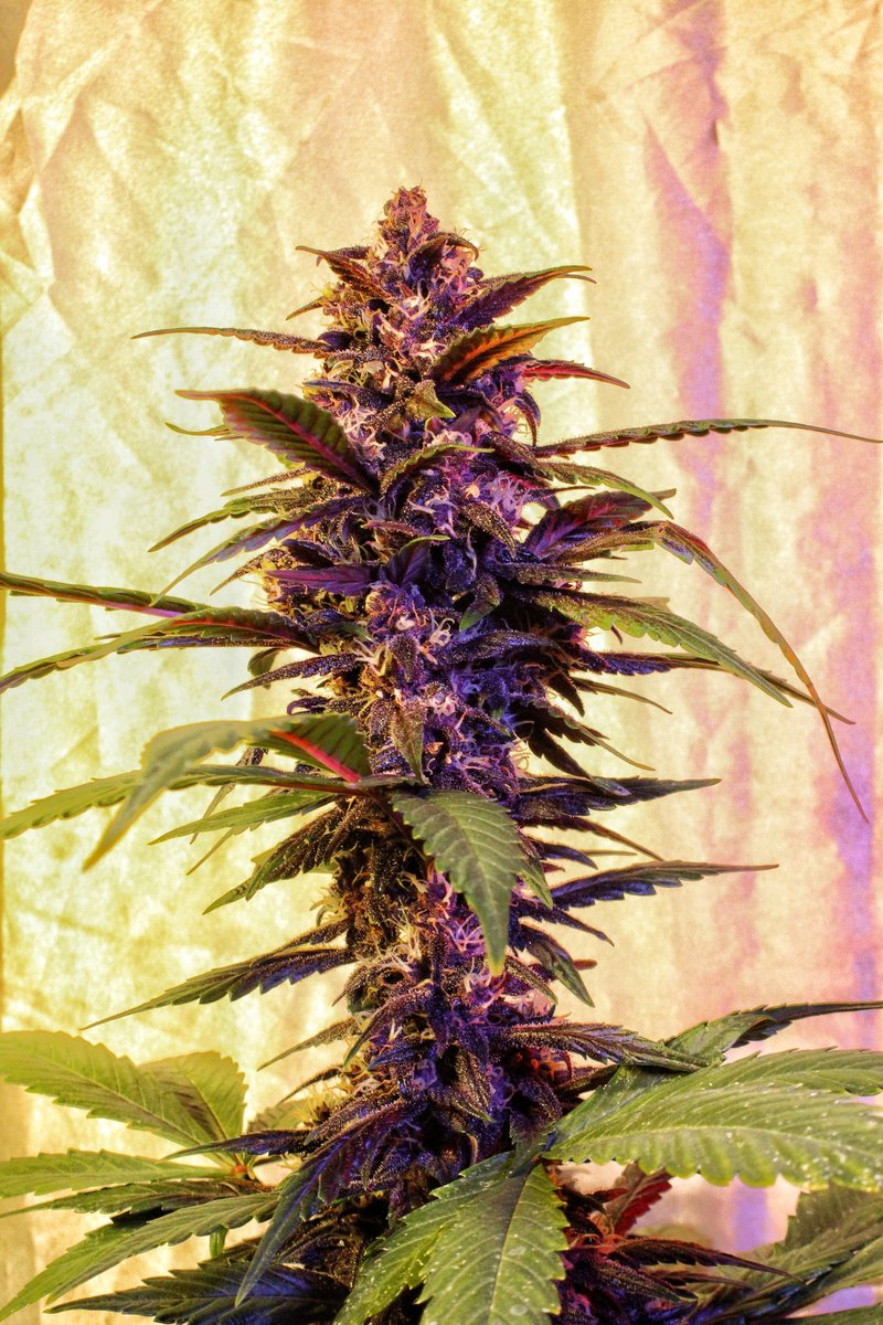 Greenseedtests's tweet photo. #Red_Poison_Auto Ya estamos a mediados de la séptima semana y creo que ya no va a volver a comer, ya el flush y unos días solo con agua, la flor está dura y comprimida, huele a fruta dulce y tímidamente a Skunk y creo que percibo algo de Kush... De @sweetseeds_es esta es muy cool https://t.co/kwkPXsckmv
