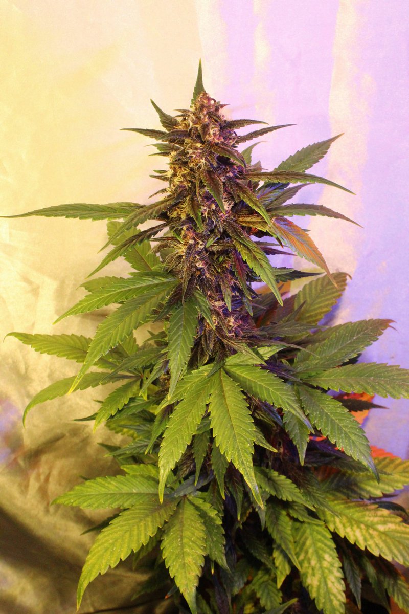 Greenseedtests's tweet photo. #Red_Poison_Auto Ya estamos a mediados de la séptima semana y creo que ya no va a volver a comer, ya el flush y unos días solo con agua, la flor está dura y comprimida, huele a fruta dulce y tímidamente a Skunk y creo que percibo algo de Kush... De @sweetseeds_es esta es muy cool https://t.co/kwkPXsckmv