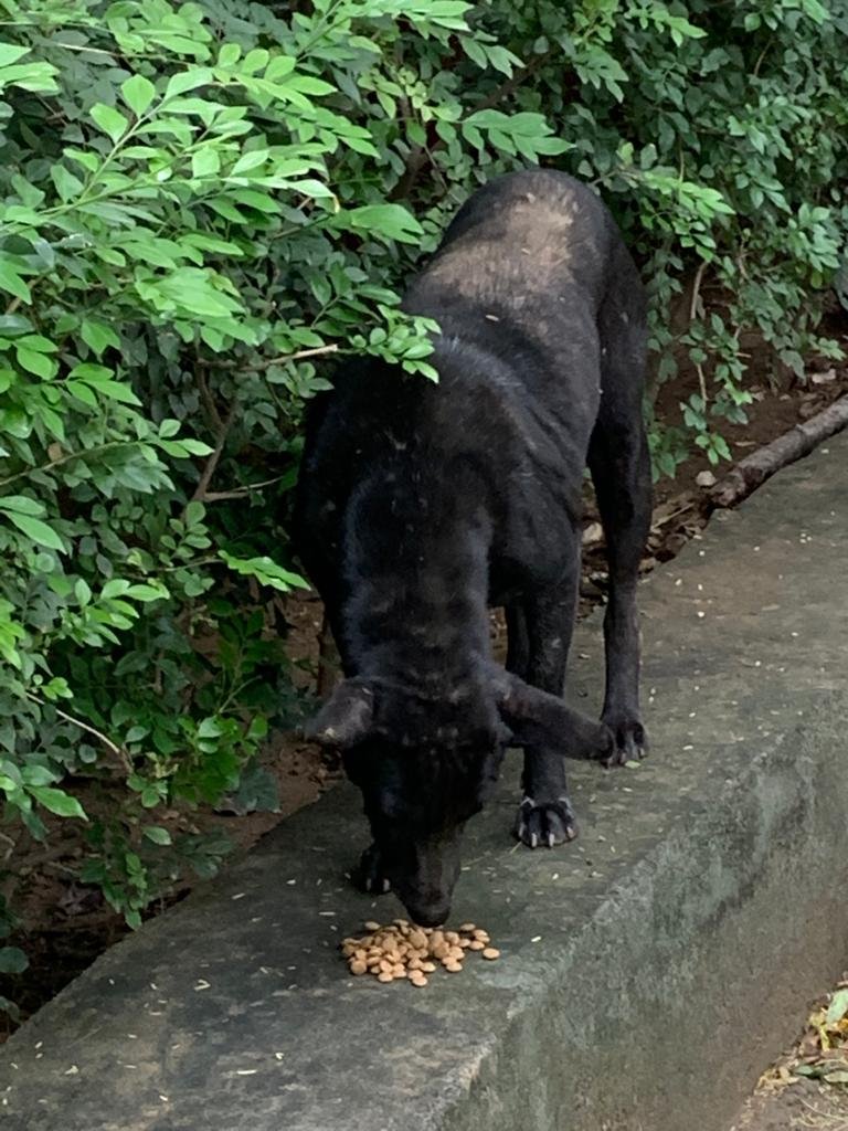 dr rana pet clinic niti bagh