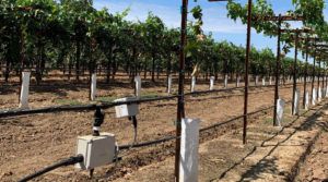 Attention Wine Growers: Hit that sweet spot between fruit quality and fruit quantity by fine-tuning irrigation based on actual sub-block conditions buff.ly/2XWUsKO #wine #winegrowers #microblockirrigation