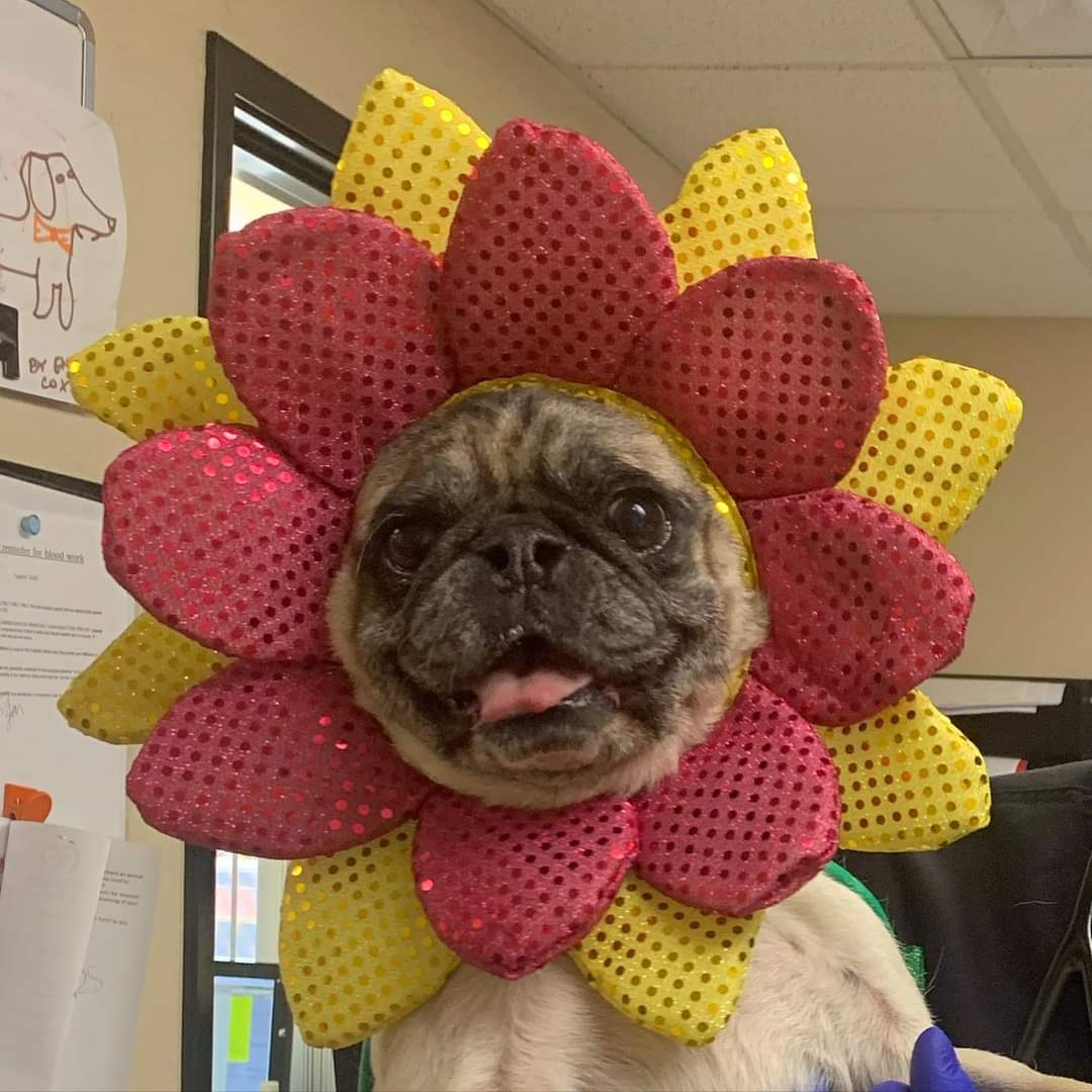 TSVC's tweet photo. Dr. Cal and his sweet flower pug Kukui! Let's see your adorable outfits on your furry friends. https://t.co/wQfjYGyehS