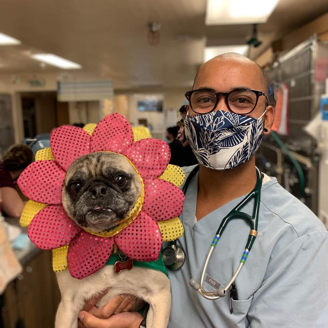 TSVC's tweet photo. Dr. Cal and his sweet flower pug Kukui! Let's see your adorable outfits on your furry friends. https://t.co/wQfjYGyehS