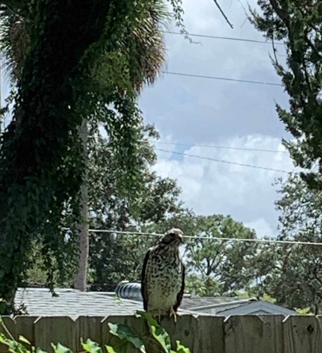 MsRobinFerguson's tweet photo. My first few hours back in Florida &amp; look who came to say hello! https://t.co/VwPKodvlun