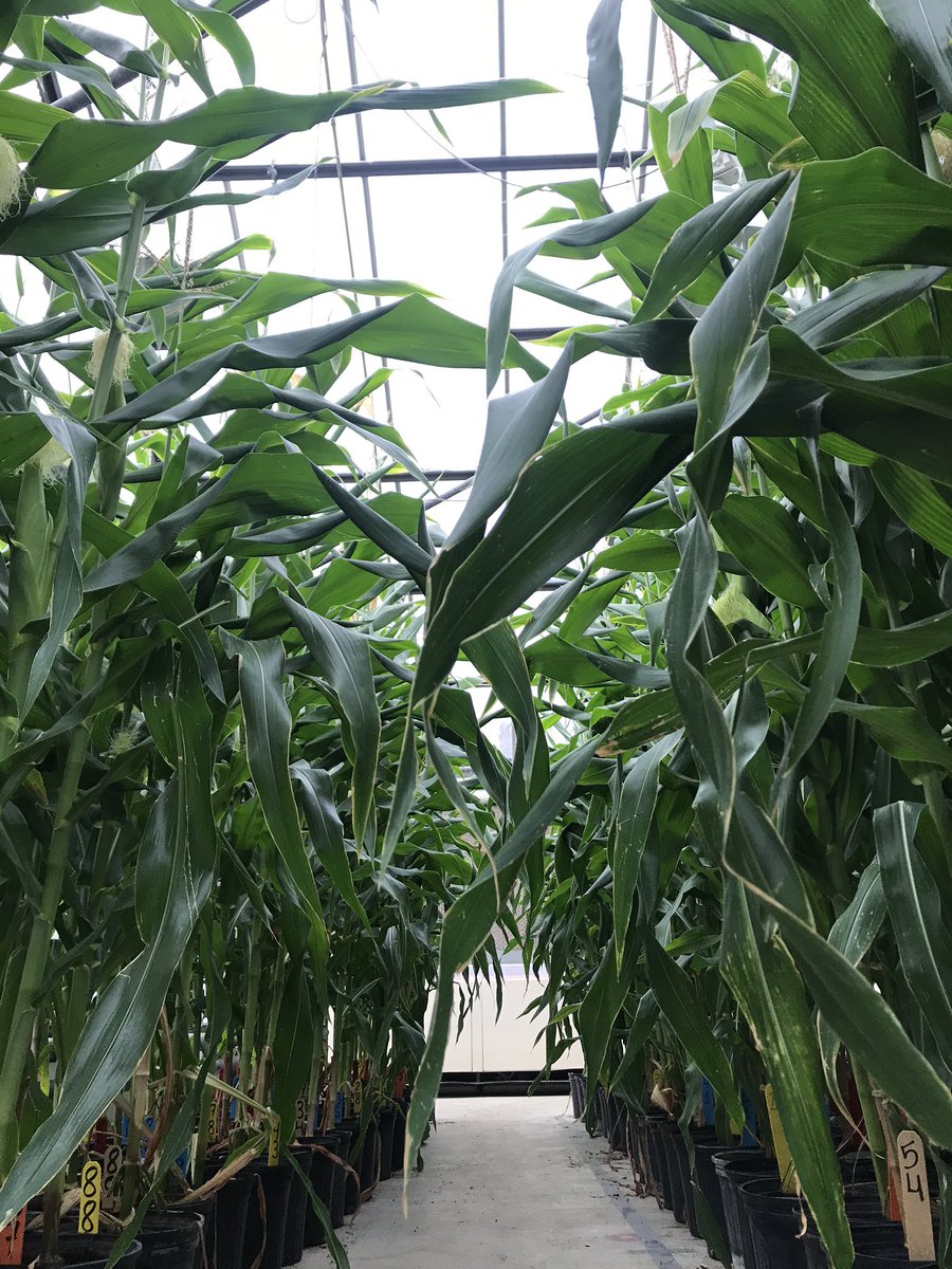 OrtezCornCrops's tweet photo. Full plant size studying the effects of Timing x Temperature x Ethylene on corn ear abnormalities, Lincoln-NE 
🌽🌽📝📝 Exciting journey! 
@unlagrohort @UNL_IANR @justinmcmechan @RogerElmore @waterforfood https://t.co/eV2p5vJrxE