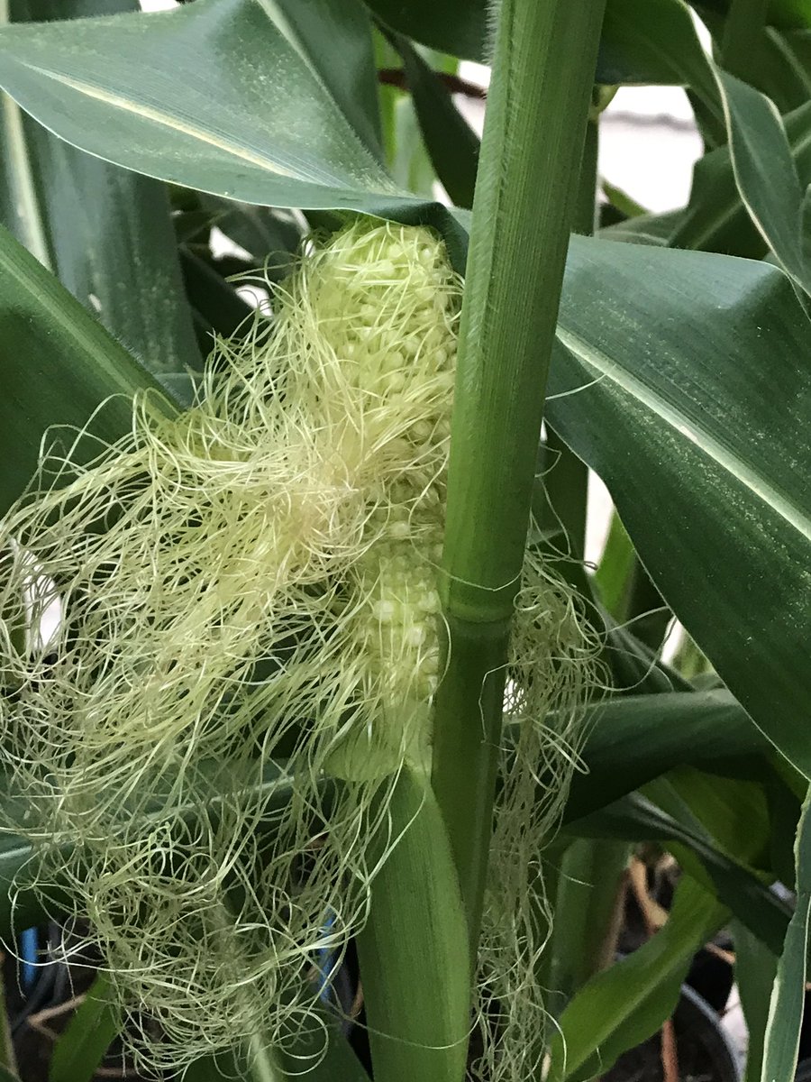 OrtezCornCrops's tweet photo. Full plant size studying the effects of Timing x Temperature x Ethylene on corn ear abnormalities, Lincoln-NE 
🌽🌽📝📝 Exciting journey! 
@unlagrohort @UNL_IANR @justinmcmechan @RogerElmore @waterforfood https://t.co/eV2p5vJrxE