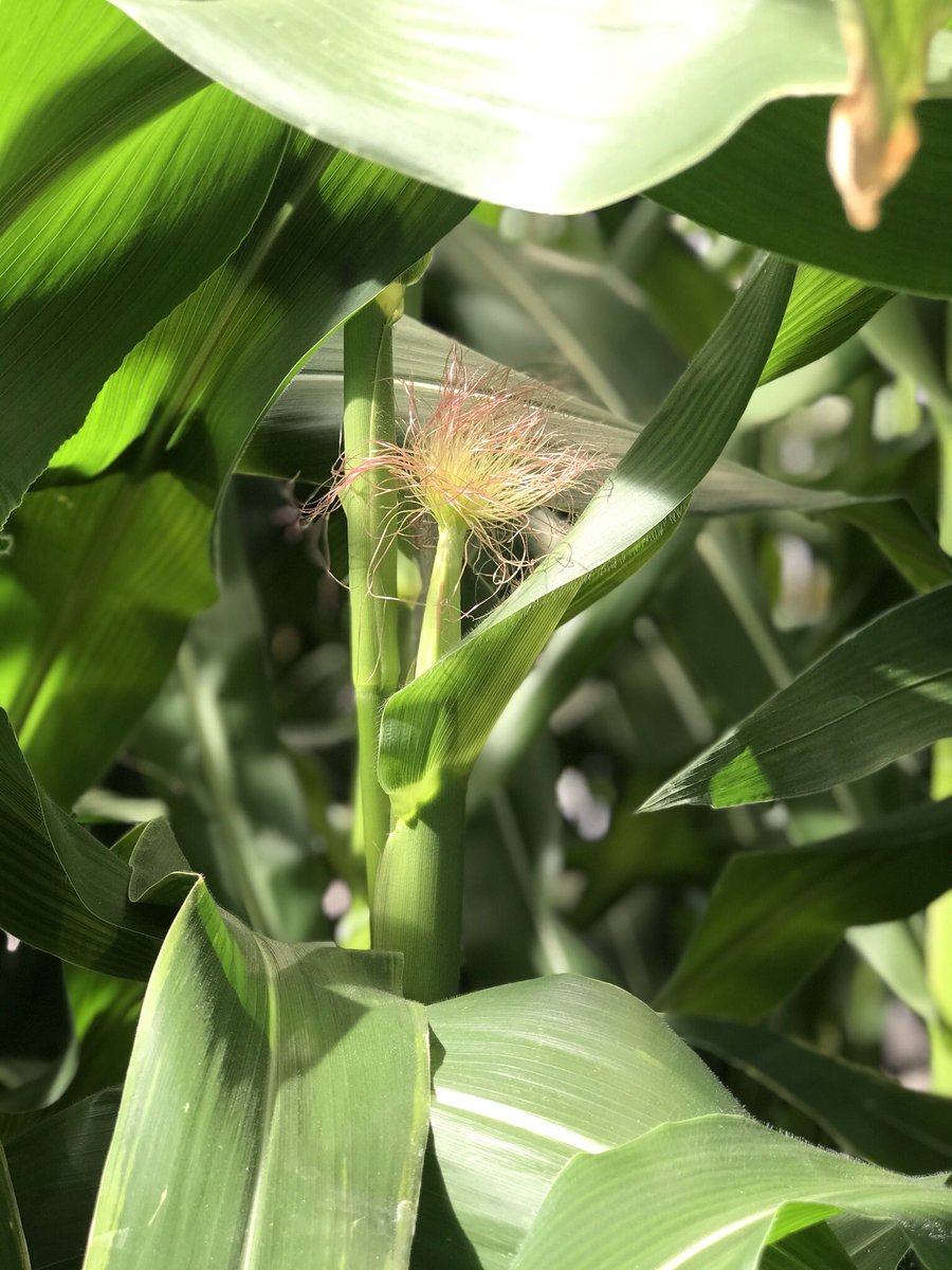 OrtezCornCrops's tweet photo. Full plant size studying the effects of Timing x Temperature x Ethylene on corn ear abnormalities, Lincoln-NE 
🌽🌽📝📝 Exciting journey! 
@unlagrohort @UNL_IANR @justinmcmechan @RogerElmore @waterforfood https://t.co/eV2p5vJrxE