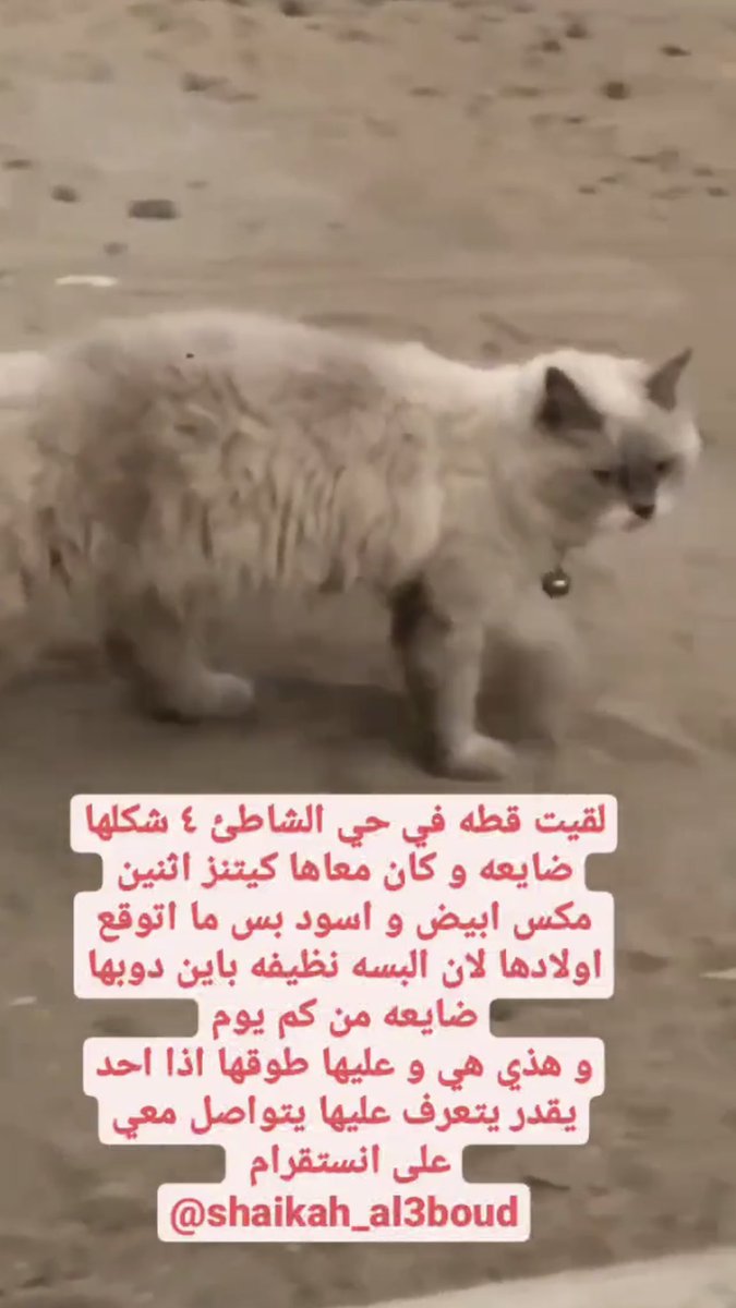 <a href="/CatCat_120/">عاجل انقاذ قطط</a>