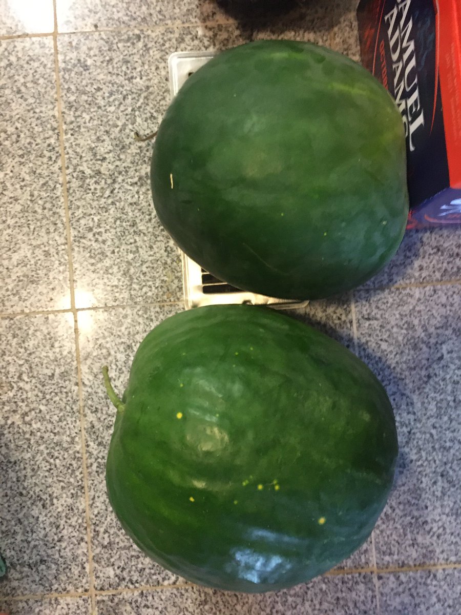 Moon 🌝 and ✨ watermelon 🍉 from the garden.  <a href="/KarenTeeter4/">Karen Teeter</a> weighed one guess it’s weight. #gardening #fold <a href="/LouDPhillips/">Lou Diamond Phillips</a>