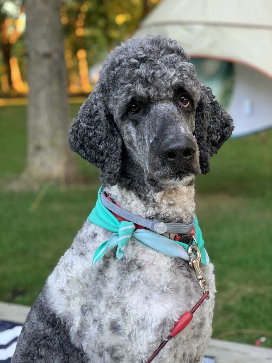 TVEPFOX (M Baker) tweet media