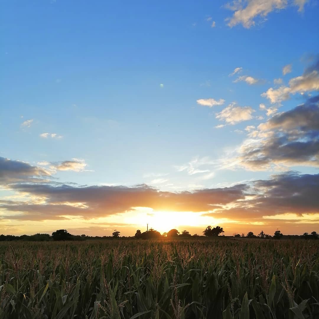 jonesy1007's tweet photo. Shropshires stunning sky over the fields of maize this evening 😀 
#needsaclick
@ShropshireWX #loveukweather https://t.co/25ZYaI8Ldp