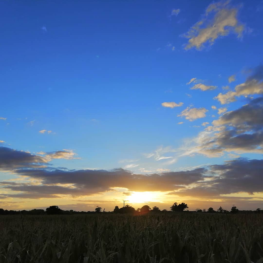 jonesy1007's tweet photo. Shropshires stunning sky over the fields of maize this evening 😀 
#needsaclick
@ShropshireWX #loveukweather https://t.co/25ZYaI8Ldp