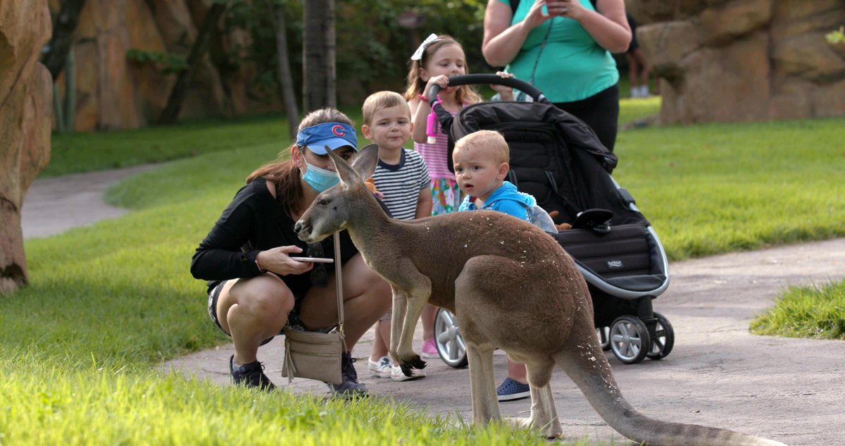 Cincinnati Zoo On Twitter Have You Been To Roo Valley Yet Meet Our New Kangaroos On Your Next Visit Https T Co 2wwjgbogiv