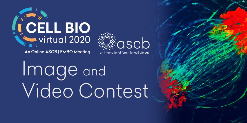 ASCB's IMAGE AND VIDEO CONTEST IS BACK! Show us your most beautiful images!
📸 Until Oct 30, submit your best image or video
🏆 Winners will be showcased at #cellbio2020
ow.ly/Zf2650BePQW