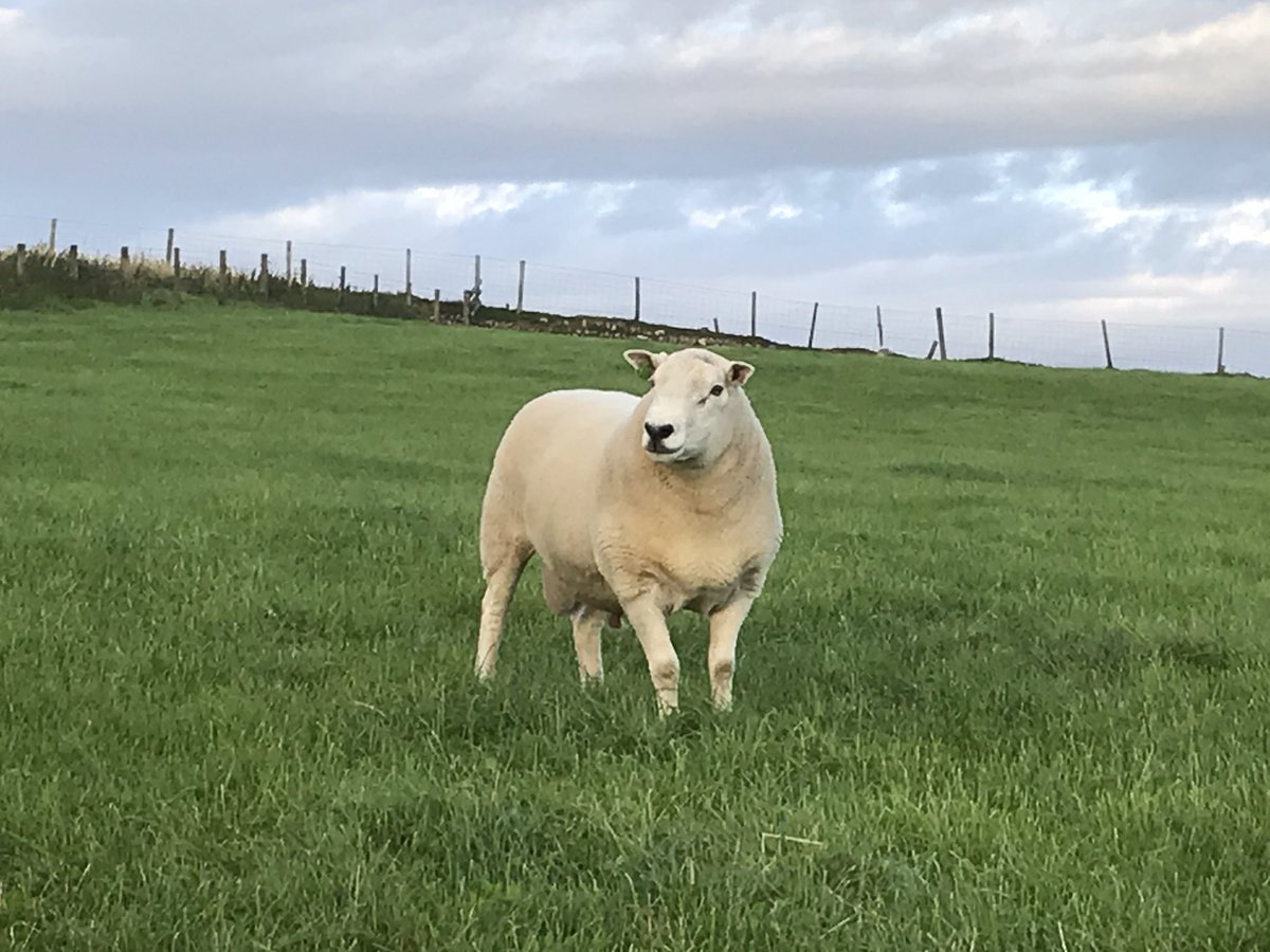 GwynParryR's tweet photo. Ar werth
Maharen pedigri Lleyn
MV 
3oed o ddiadel Dugdale
For Sale
Pedigree Lleyn ram
MV   3yr from Dugdale flock
DM for more info. https://t.co/uVbKmxvi0Y
