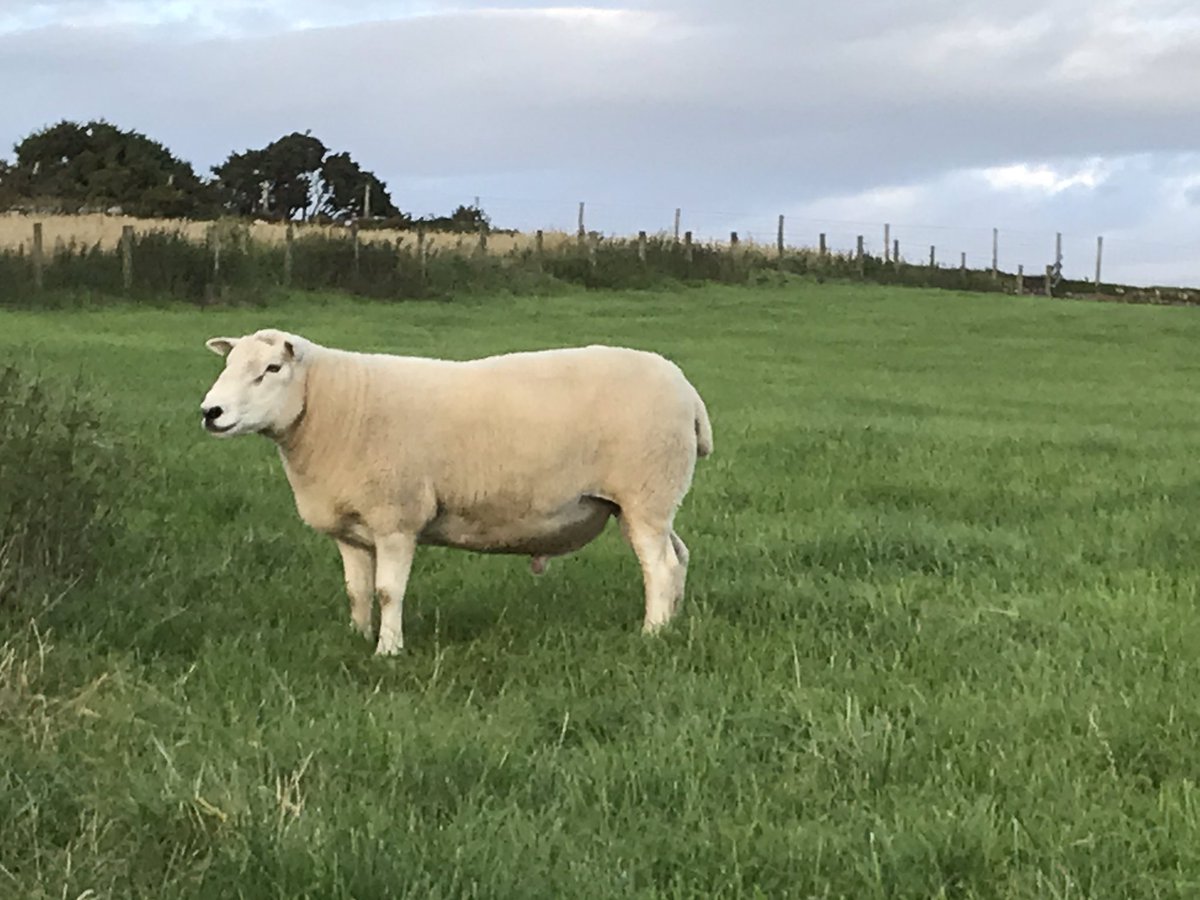 GwynParryR's tweet photo. Ar werth
Maharen pedigri Lleyn
MV 
3oed o ddiadel Dugdale
For Sale
Pedigree Lleyn ram
MV   3yr from Dugdale flock
DM for more info. https://t.co/uVbKmxvi0Y