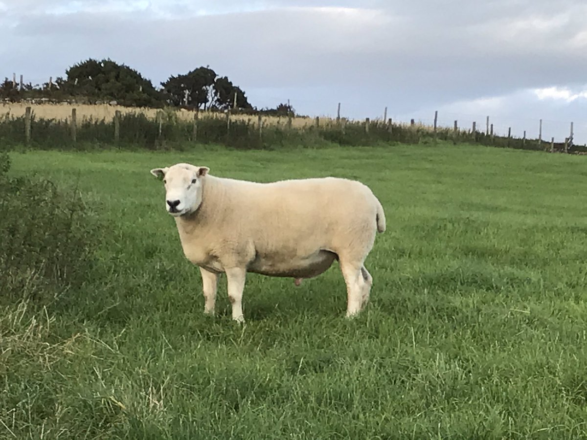 GwynParryR's tweet photo. Ar werth
Maharen pedigri Lleyn
MV 
3oed o ddiadel Dugdale
For Sale
Pedigree Lleyn ram
MV   3yr from Dugdale flock
DM for more info. https://t.co/uVbKmxvi0Y