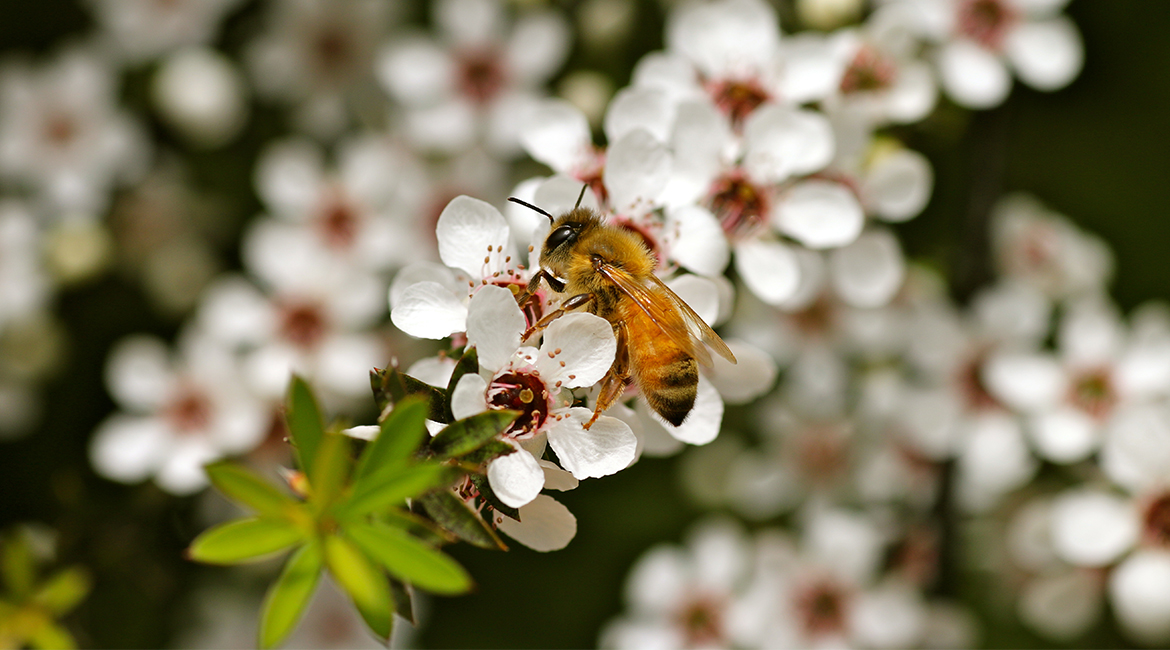 truehoneyco_me's tweet photo. September is #BeeAwareMonth in Aotearoa New Zealand.🌸🌻We think spring is a good time to celebrate our hardworking, stripy friends – and share the importance of bees to humans & life on earth. Here are 6 reasons why these little critters matter so much.
https://t.co/jrhg220tib https://t.co/nZThGG4ybY