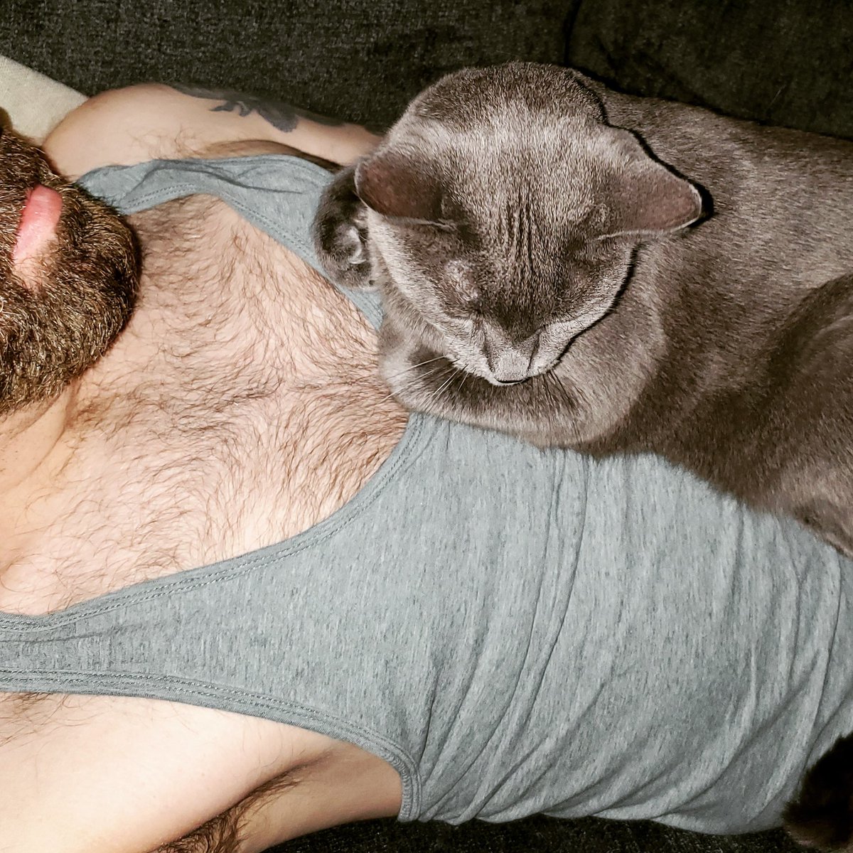SomaticJet's tweet photo. I've been gone for a week and now she has me pinned down so I don't leave again. #needy #murdermittens #ihavetopee https://t.co/Z4ieTMWsI4