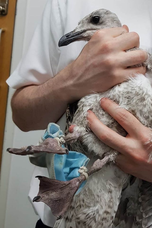 If you have to use a disposable mask, don't forget to cut ✂️ the straps when you properly dispose of the mask. Help avoid injury to wildlife. 🐦🦅🐢