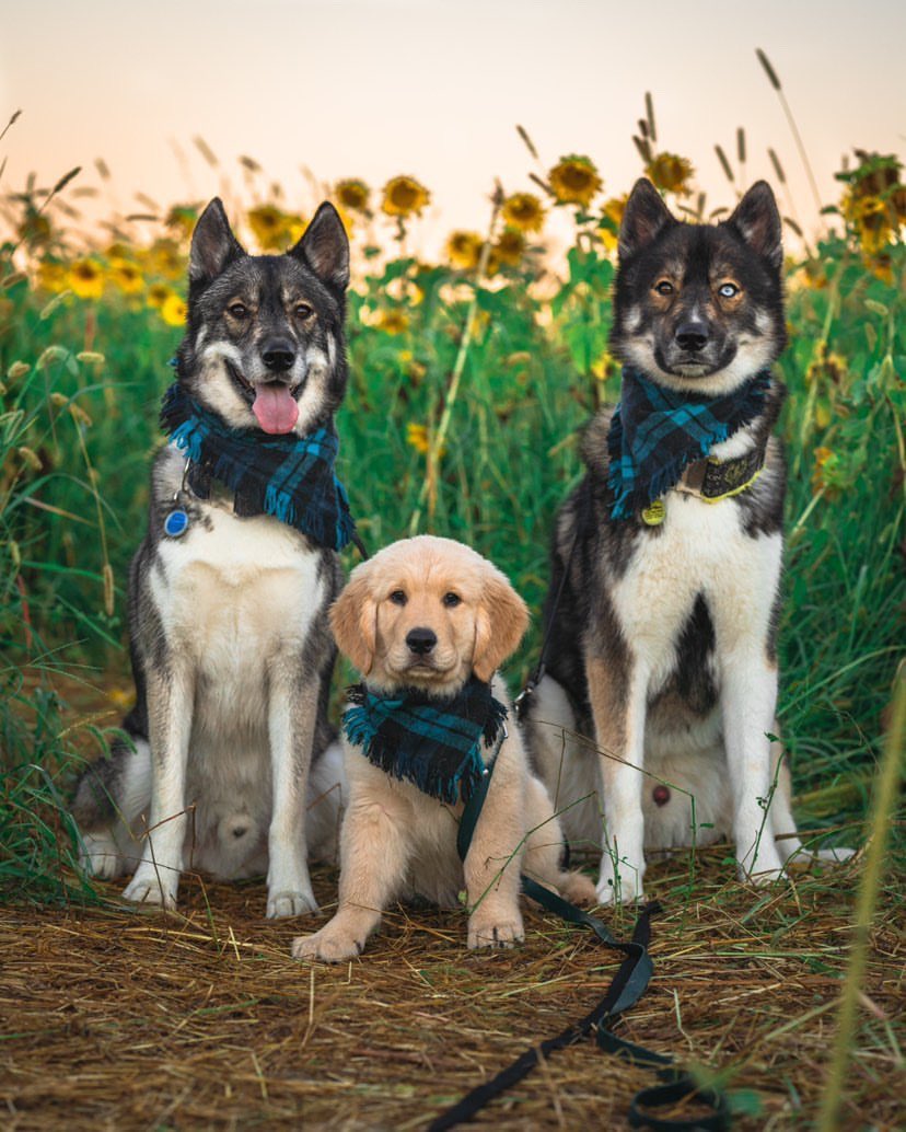 WeRateDogs tweet media