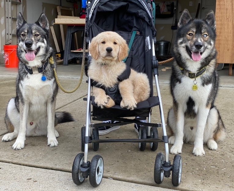This is Archie and his bodyguards, Everest and Olympus. They make sure nobody pets Archie without permission. 14/10 for all