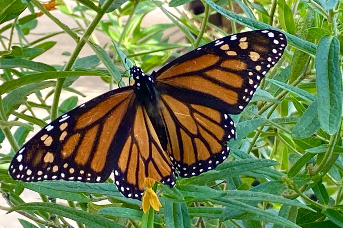 Julie Frey tweet media