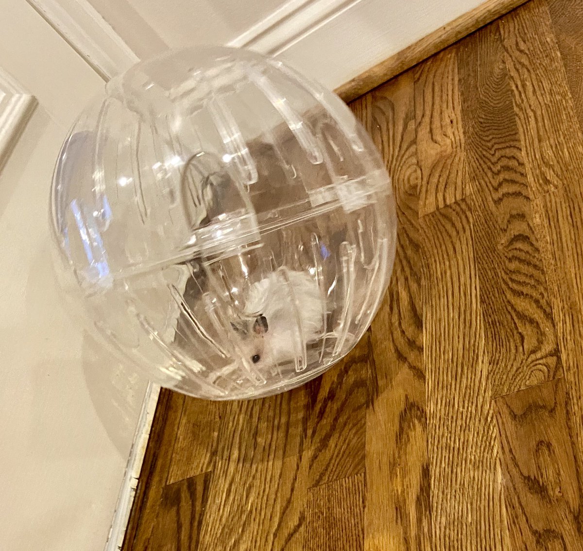 brigitteawagner's tweet photo. Does this happen to Administrators and school pets too?!? π #askingforafriend #askingforhumphreytoo #firstweekexcitement πππ@LisaLHLucas @tegacaytitans https://t.co/xeAP8XBQ4u