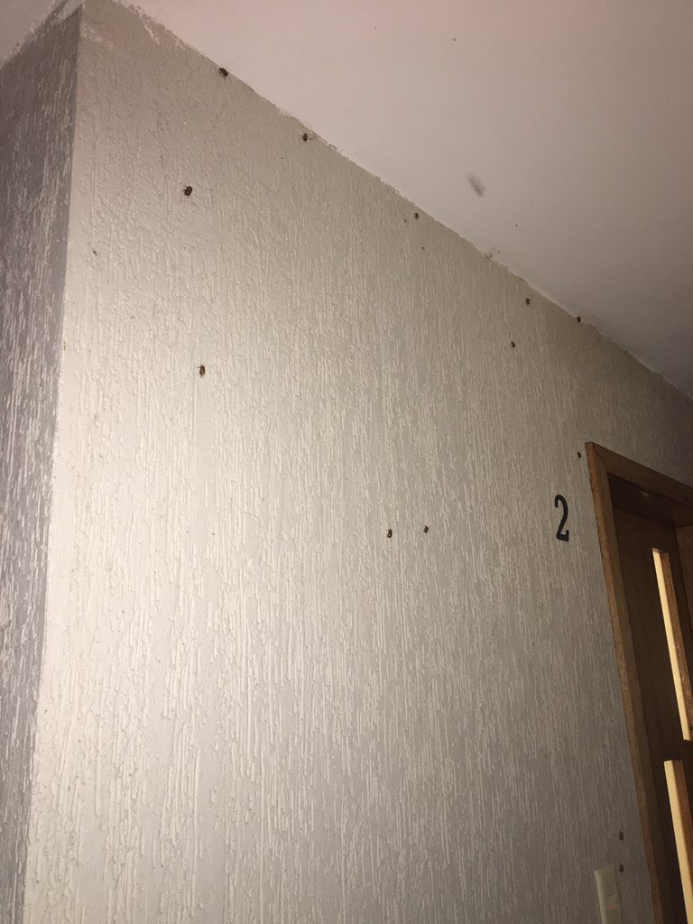 Christvillam's tweet photo. Llegaron los #Catsos, los adultos han salido y están volando. Solo en la pared de mi casa hay más de 100. Suenan golpes en las ventanas. Ya los extrañaba. NO LOS MATEN, esto es parte de su ciclo de vida. https://t.co/OrXRmqWnIl