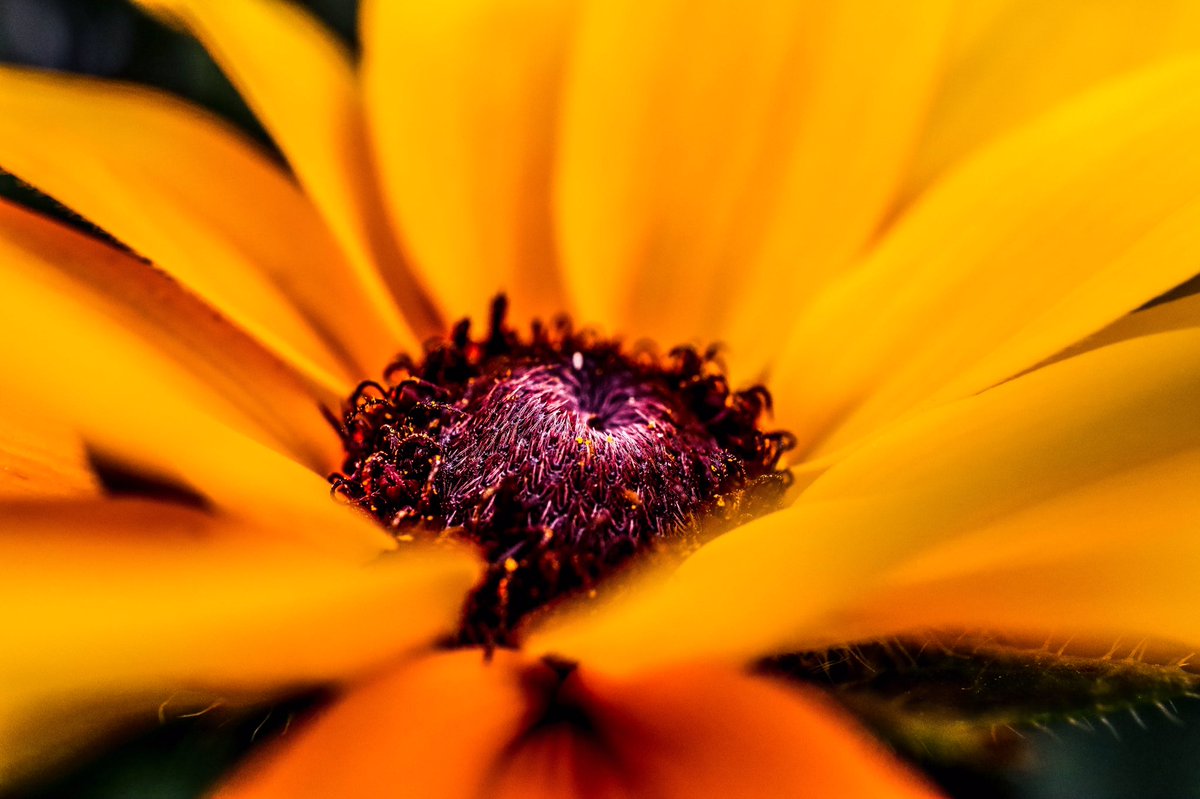 BradThisIs's tweet photo. Best phone wallpapers! 

#photography #macrophotography #macro https://t.co/iUe9otH2a7