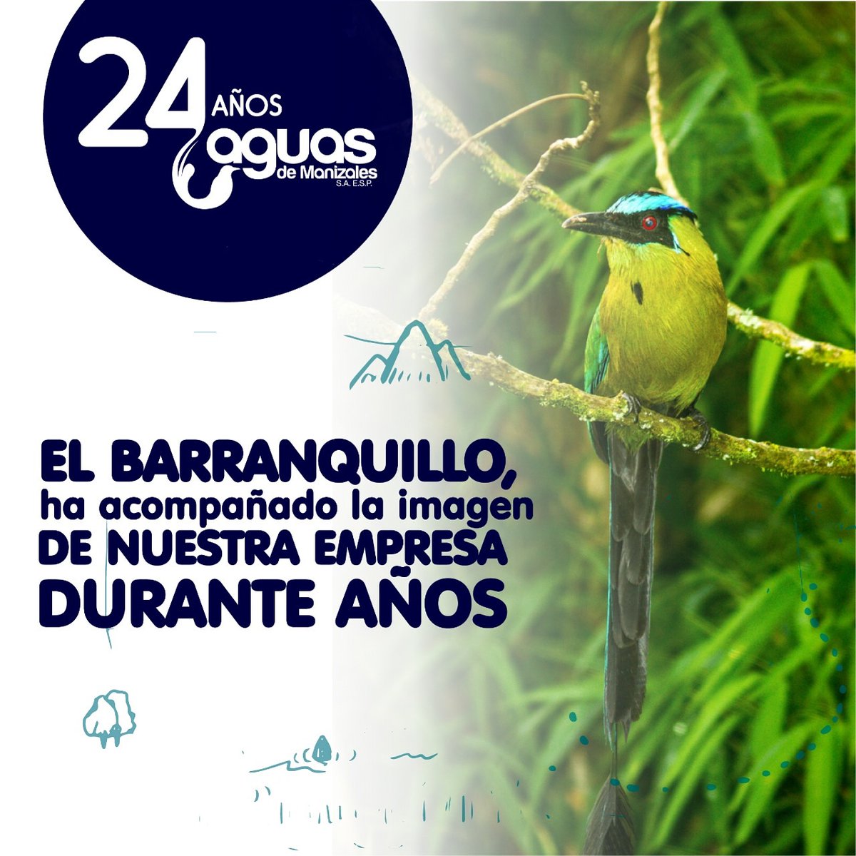 aguasmzl's tweet photo. #Contigo24/7 Colorida, de extensa cola, pico grueso y hermosa banda azul en su cabeza; 💙esta atractiva ave que es para nosotros un emblema es parte de nuestra historia.⬇️ ¿Recuerdas el primer barranquillo que acompañó el logo de Aguas de Manizales? 💦 https://t.co/0cpChbplPO