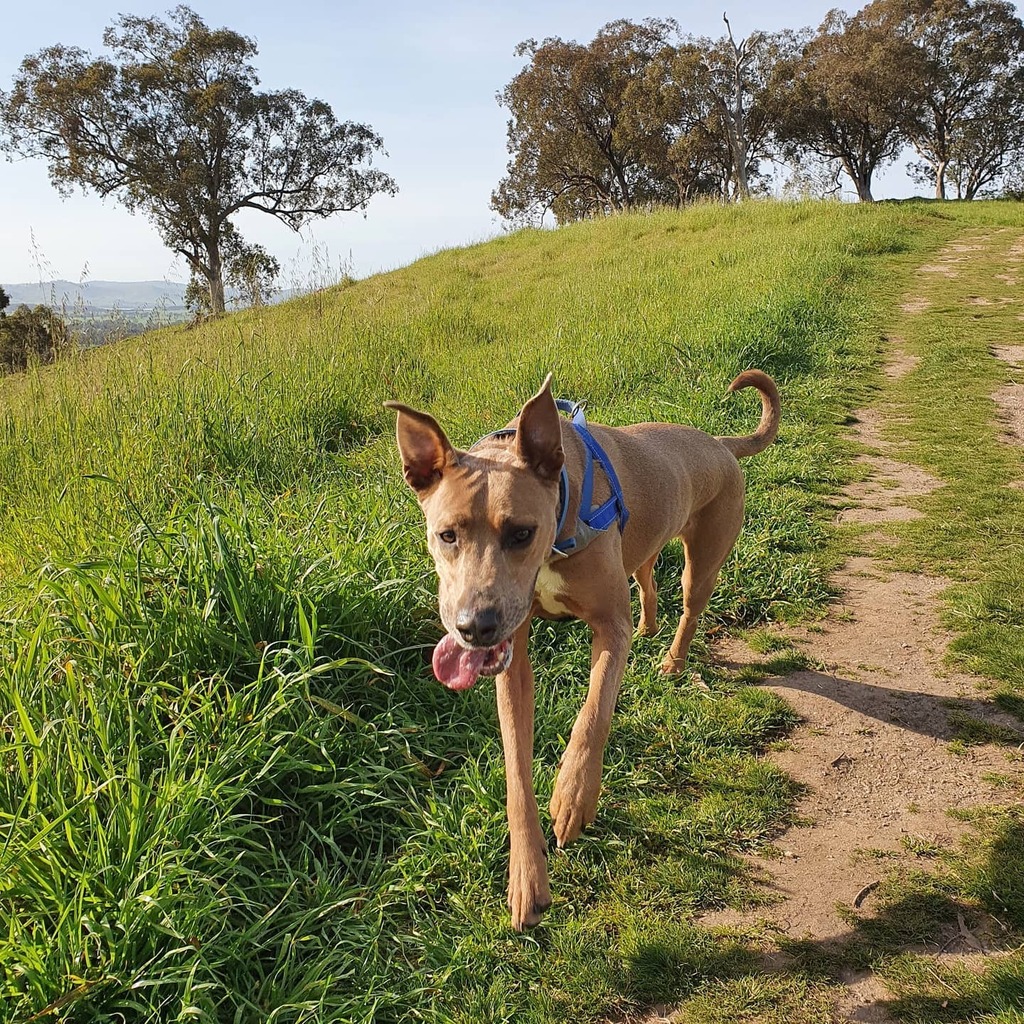 Casscapades's tweet photo. Happy Friday 😘

#puppylove #nofilter #walkies https://t.co/NwVkSFTmWp https://t.co/YecDtjbYqf