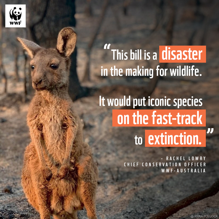 ⚠️Last night, a bill that will weaken Australia’s nature laws was rushed through the lower house. The <a href="/ausgov/">Australian Government</a>  blocked any debate on the bill. It will now go to the senate, and we have until October to stop it, take action 👉 wwfau.org/end_extinction