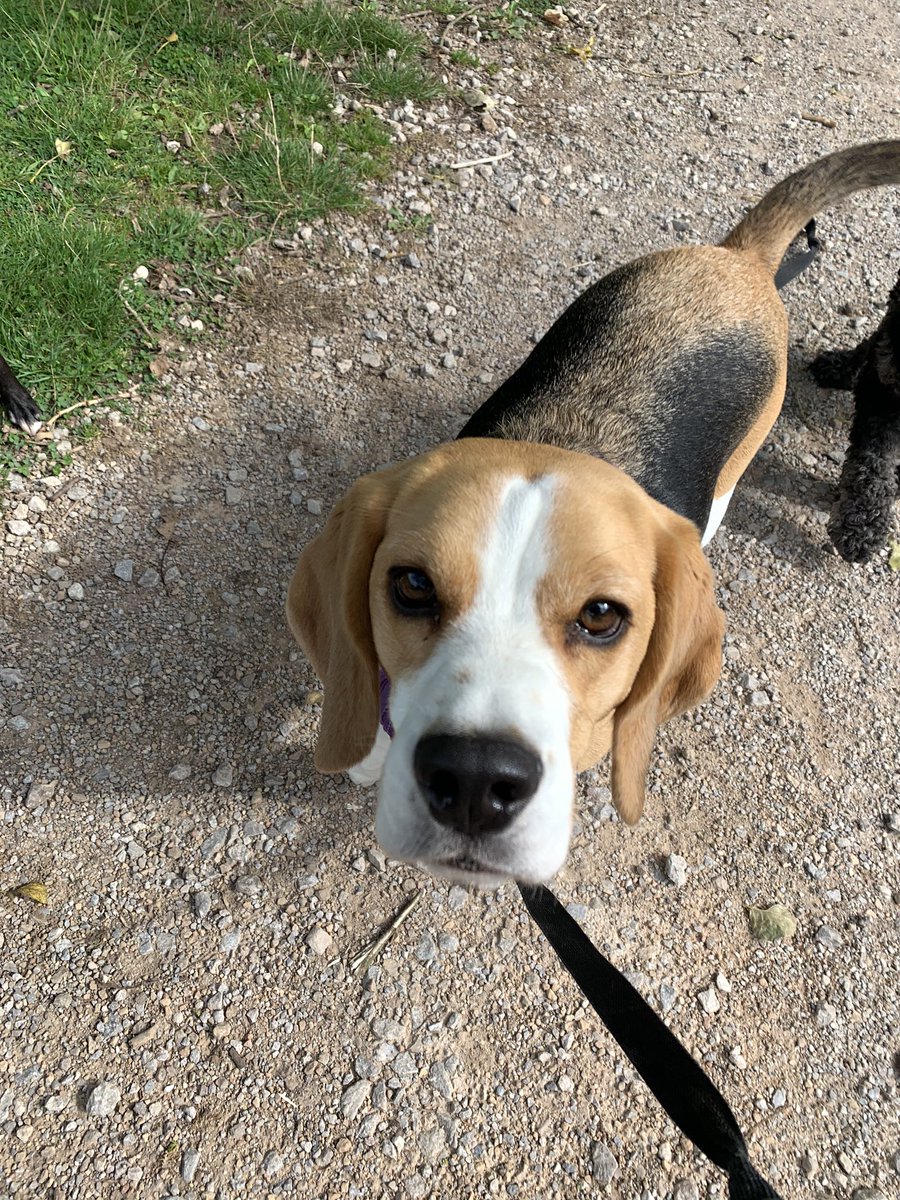 MapperleyPets's tweet image. Our latest recruit... is the handsome DARWIN!!🌟🐾🌟