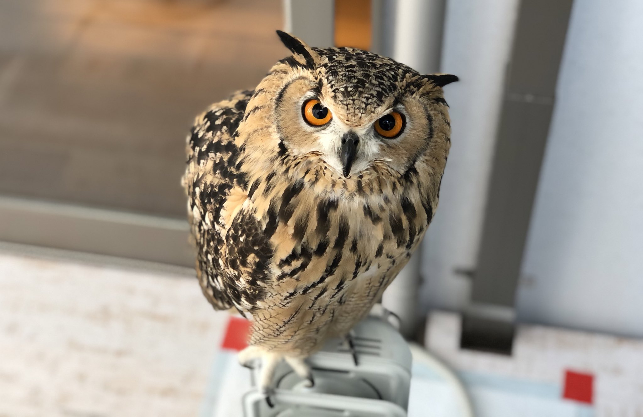 げんさんとガルー 8llhzvgahdpwezq ヘドウィグ可愛いよね フクロウの種類が変わると触り心地も全然違うんだよー Twitter