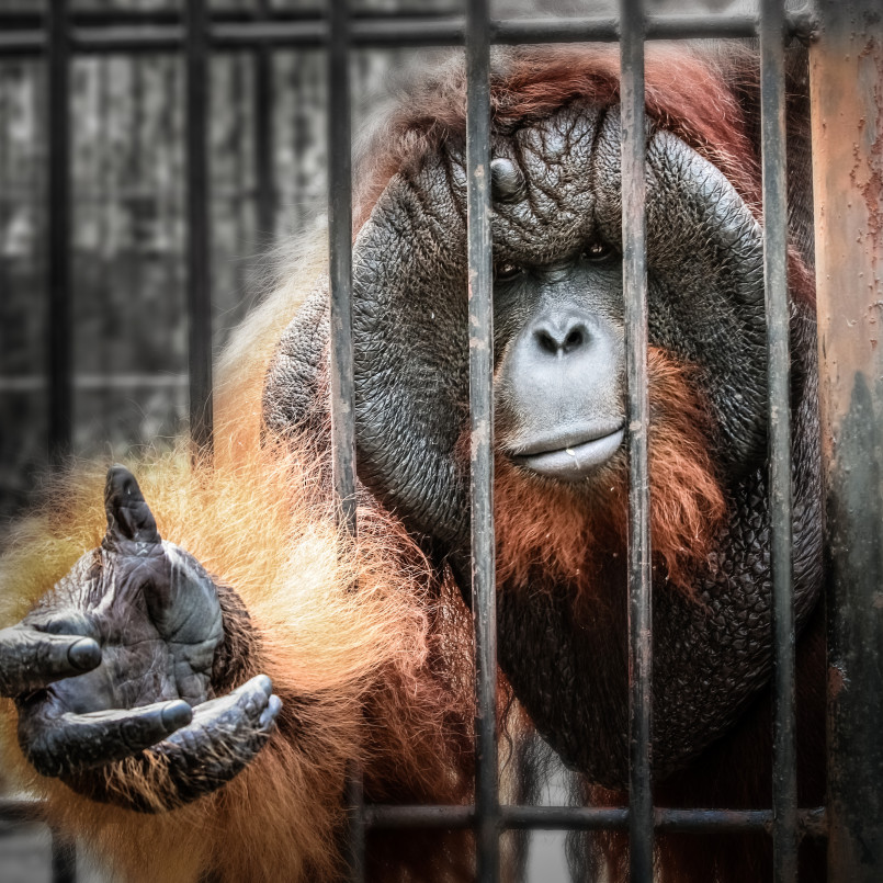 NoalosZoo's tweet photo. Ni para educar, ni para conservar. Los zoológicos son cárceles de explotación. /  NOT FOR EDUCATING, NOR FOR CONSERVING. ZOOS ARE EXPLOITATIVE PRISONS. https://t.co/yYGp5k2Qmn
