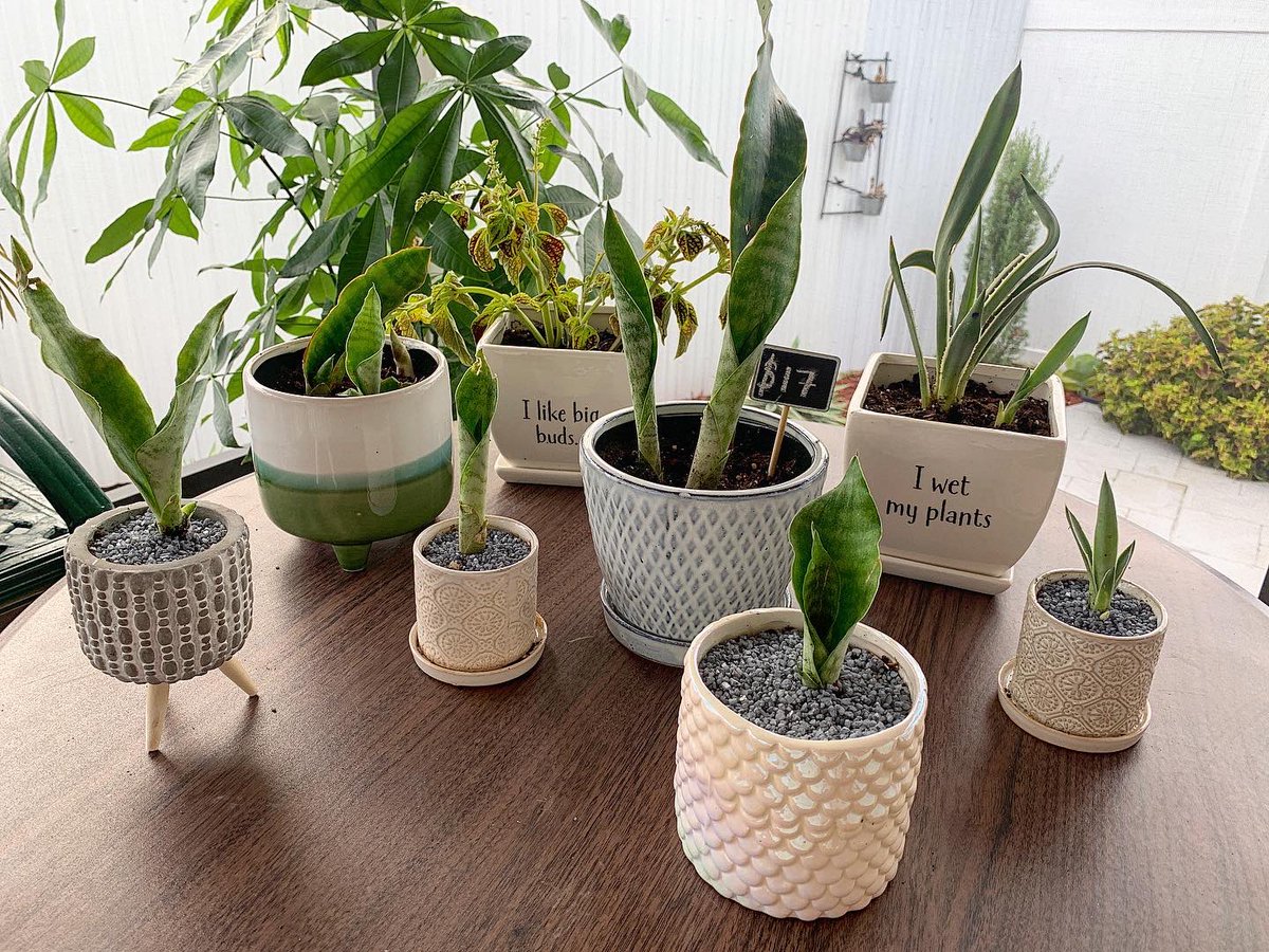 jennygon_'s tweet photo. Hey friends, check out my small plant business on insta 🥰🌱: @sunnyplantfriends https://t.co/kq3MQhpMNO
