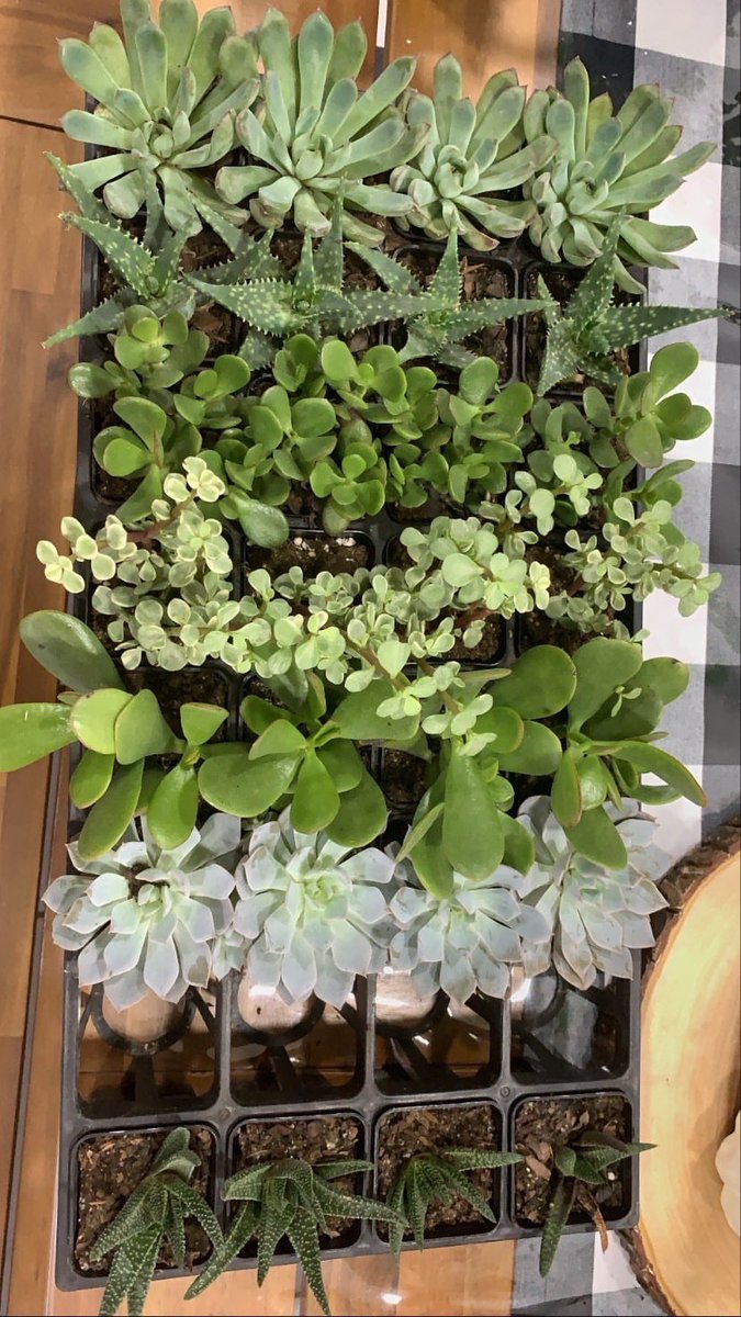 jennygon_'s tweet photo. Hey friends, check out my small plant business on insta 🥰🌱: @sunnyplantfriends https://t.co/kq3MQhpMNO