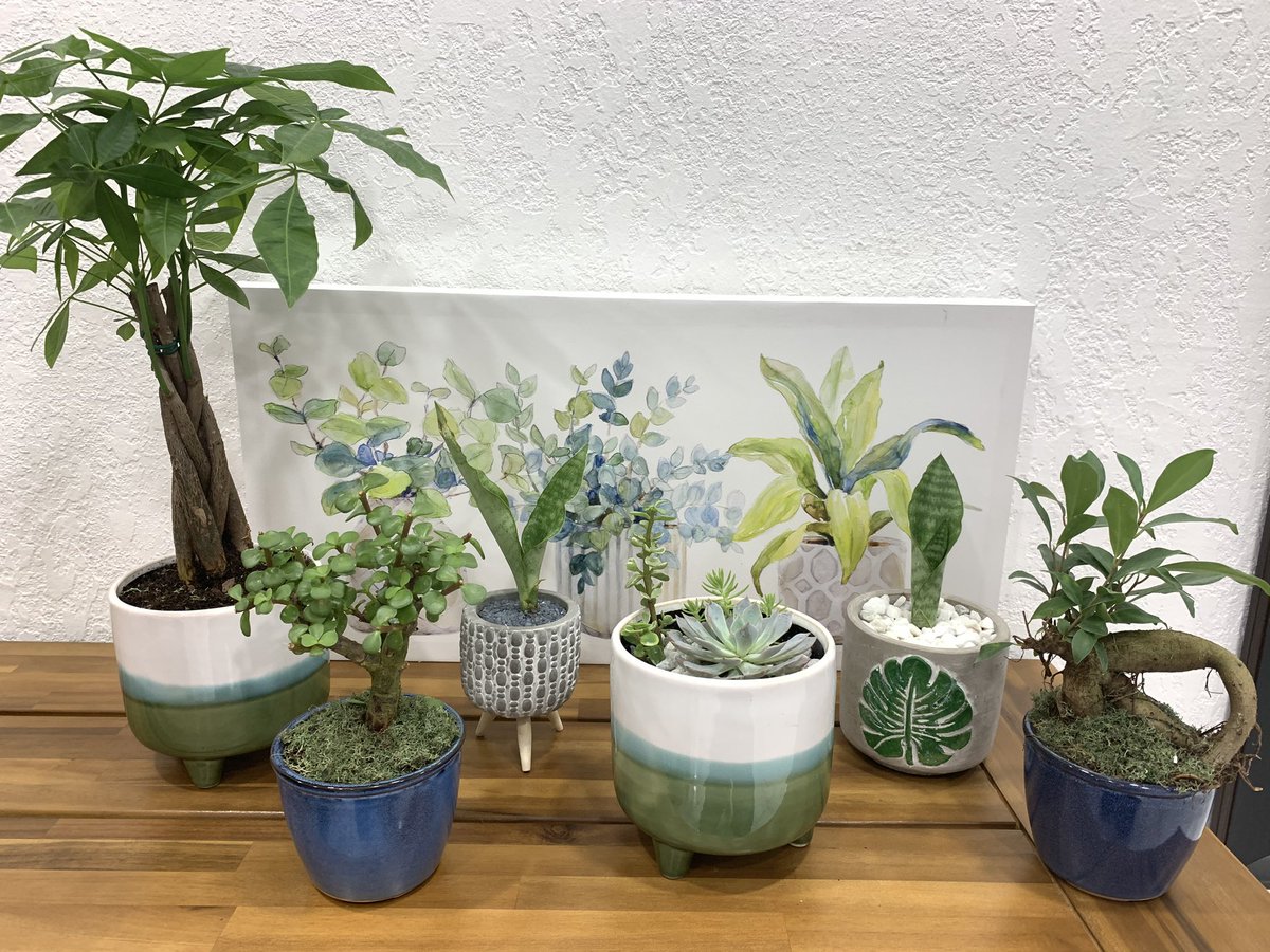 jennygon_'s tweet photo. Hey friends, check out my small plant business on insta 🥰🌱: @sunnyplantfriends https://t.co/kq3MQhpMNO