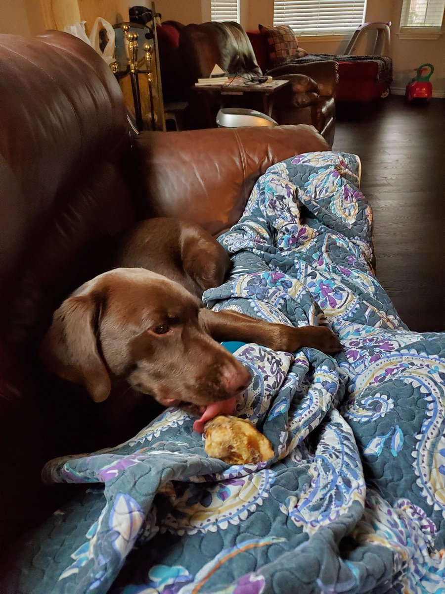 asters's tweet photo. His favorite spot to chew his bones... I took it away cause it's too wet for his human. 🤷🏾‍♀️ https://t.co/WDQo6PnrQF
