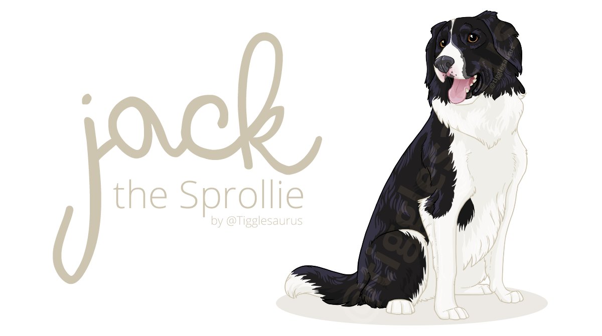 A little pet portrait for a friend of a friend <3 Jack the Sprollie at your service! Follow his adventures on instagram #jackthesprollie #sprollie #springercollie #petportrait #illustration #commissionsopen