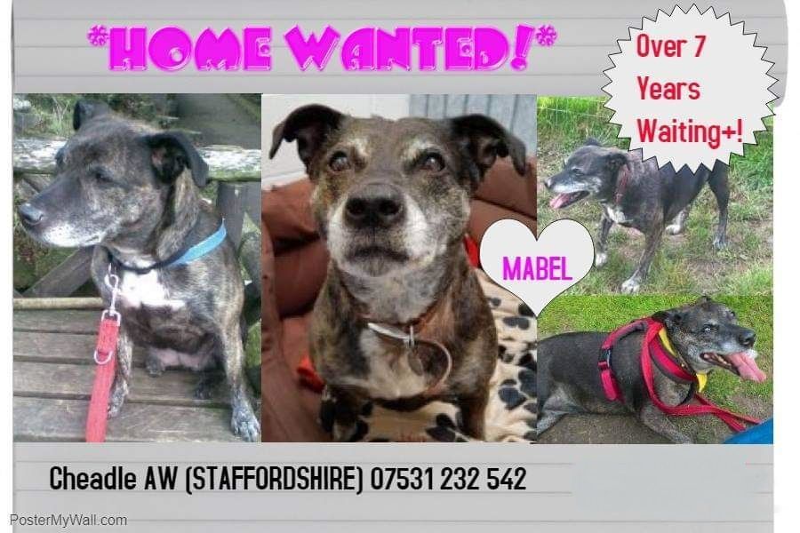 Please RT <a href="/CheadleAnimals/">CheadleAnimalWelfare</a> 7 years in rescue #Cheadle #Staffordshire Mabel, 11, needs pet free permanent foster/forever home with a secure garden, within 10 miles of the rescue. Mabel would be best suited to an older person/couple.

cheadleanimalwelfare.org.uk/mabel/

#forgottensoulshour
