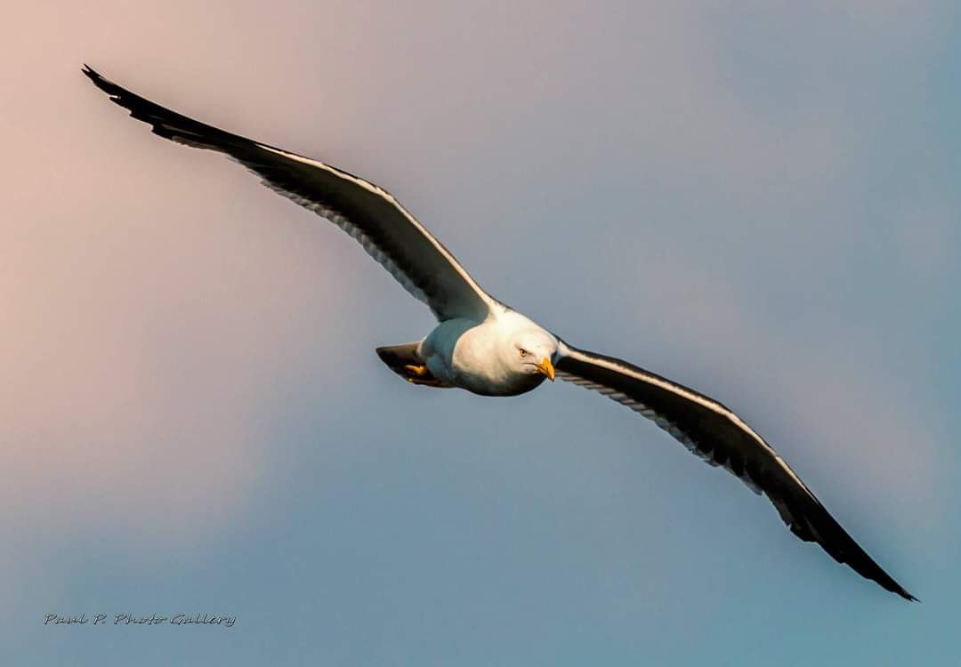 willmalalles's tweet photo. #Möwe https://t.co/swUKq8ruuG