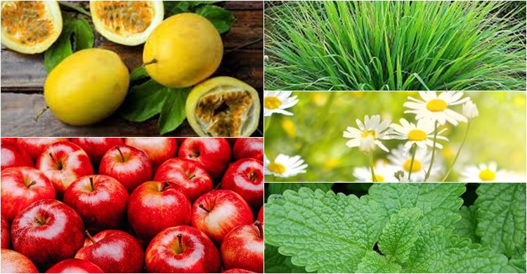 sortimentos's tweet photo. 5 plantas medicinais que auxiliam na ansiedade e insônia por farmacêutico Vinícius Bednarczuk
https://t.co/ZgUPEp00ex
#PlantasMedicinais #Ansiedade #Insônia #ChádeMaçã #ChádeMaracujá #Passiflora #ChádeMelissa #Melissa #Maçã #Maracujá #CapimLimão #CapimSanto #estresse https://t.co/ev5lrLcoDv