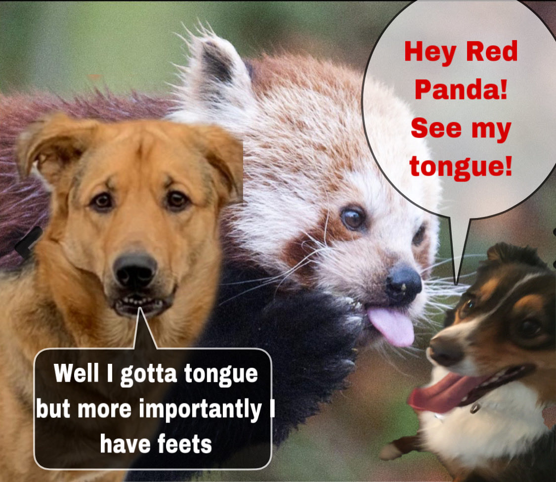 WonderWilbur's tweet photo. @Jonibunni1 @elvisbulldoguk1 @TinyIsLove @AffieObi @daisymae31806 @CanadianPenny1 @Jacksonthehusky @TuckerDude1 @AkitaHampton @floatinginnh @Ellie12_fml @FenwickCHO @PeytonReads @miniaussiejax @SiriusWhite14 @LucySil58184048 @websparx Nothing like getting close &amp; personal with the animals! Jax &amp; the Red Panda share #TOThursday &amp; Puppsy always the joker. Penny &amp; her facts. Oh Siri likes the giraffes! What’s next...
#SiriusMomBDay https://t.co/XyrWcpPC4X