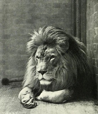 Life_of_World's tweet photo. Берберийский лев. 
Самый большой и сильный вид львов. 
Последний представитель этого удивительного вида был застрелен в 1922 году. https://t.co/A6M1d0nIQZ