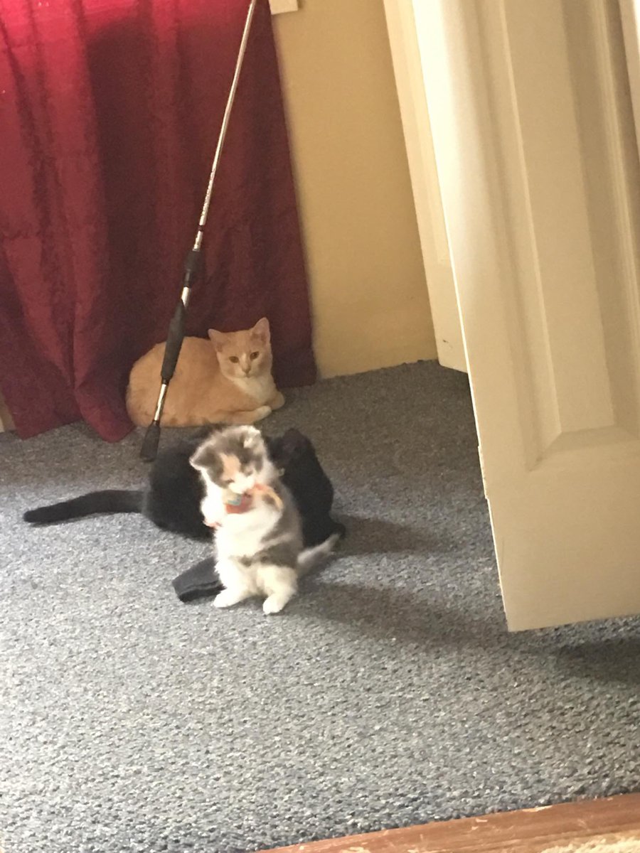 tobythemaineco1's tweet photo. PICTURES OF MY OLD CATS BISCUIT IS ORANGE BINX IS BLACK AND LITTLE BIT IS STANDING ON HET PEETS https://t.co/XJGyEklvW7