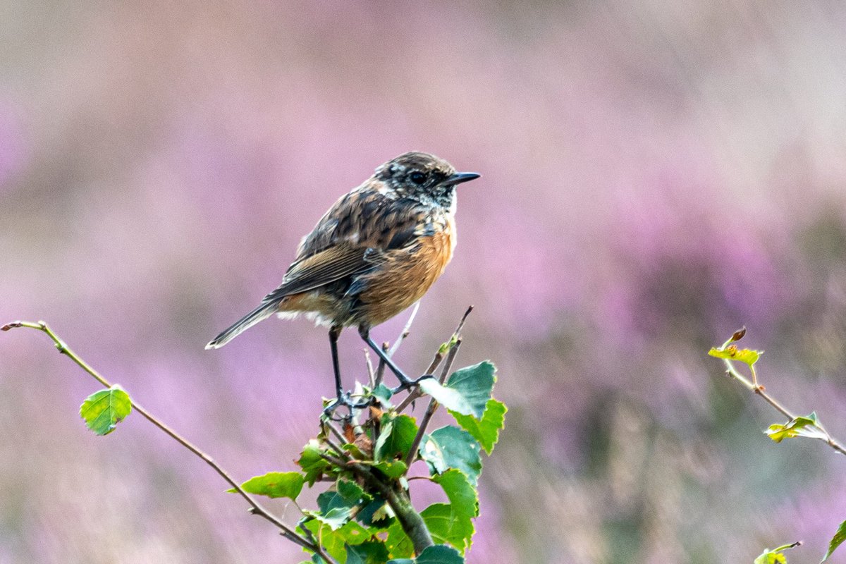 SW_PhotoNature's tweet photo. Stonechat in the Heather... Dersingham bog
#songbird #britishbirds #birdsofinstagram #klmagazine #BBCWildlifePOTD @NorfolkWT #countryfile #Norfolk #RSPB https://t.co/aSMPlGNPUC
