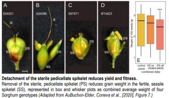 ThePlantCell's tweet photo. IN BRIEF: Gains in Grain Yield: A Pair of Spikelets Makes All the Difference, Even When One is Sterile #Photosynthesis #CalvinCycle #Grasses #PlantBiology #PlantSci @Yunqing_Yu https://t.co/sjERdyng8P https://t.co/mXgwK6VVKh